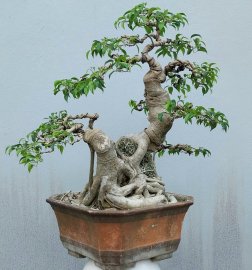 Ficus benjamina tree