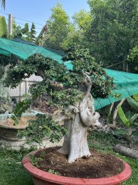 Hoàng anh mộc “ CÔNG CHÚA CHĂMPA”