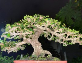 Antidesma acidum mountain tree