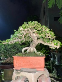 Antidesma acidum mountain tree