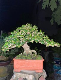 Antidesma acidum mountain tree
