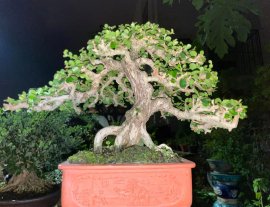 Antidesma acidum mountain tree