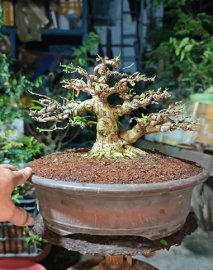 Mai chiếu thủy