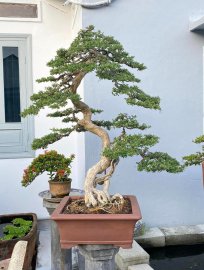 Vietnamese blue bell tree