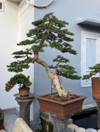 Vietnamese blue bell tree
