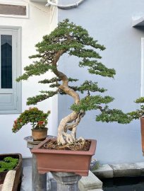 Vietnamese blue bell tree