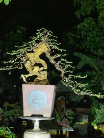 Giấy USA