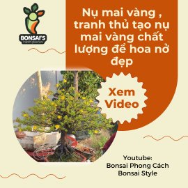 Nụ mai vàng , tranh thủ tạo nụ mai vàng chất lượng để hoa nở đẹp