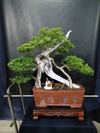 Sale off sale off bonsai lũa đẹp, mời các anh chị vào xem live ủng hộ!