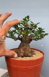 Lotus Ixora