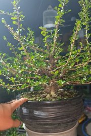 Antidesma acidum mountain tree