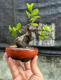 Scopolia nana mini tree 