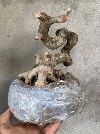 Antidesma acidum tree and Demo