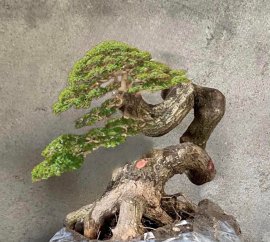 Antidesma acidum tree and Demo