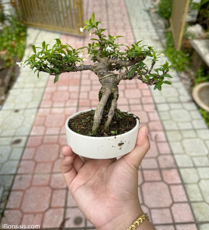 Hoa màu trắng thơm ngát quanh năm