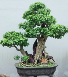 Dalbergia cochinchinensis tree