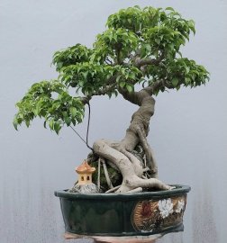 Ficus benjamina tree