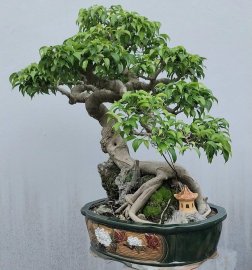 Ficus benjamina tree