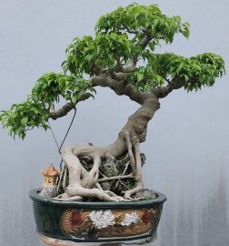 Ficus benjamina tree