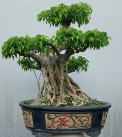 Ficus benjamina tree