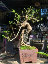 Nguyệt quế lá xoắn bông chùm ôm đá