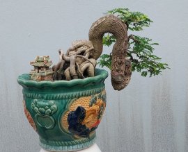 Lovely tamarind tree