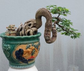 Lovely tamarind tree