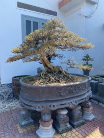 Tp: linh sam sông hinh . Cây khai thác đời đầu
