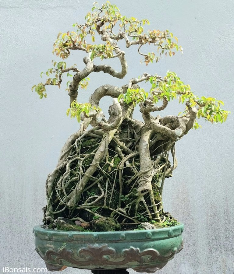 Ficus benjamina tree