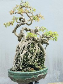 Ficus benjamina tree