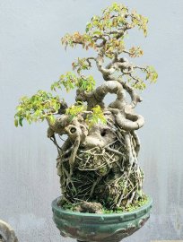 Ficus benjamina tree