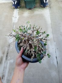 Vietnamese blue bell tree