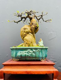 Bougainvillea bonsai tree