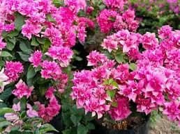 Bougainvillea bonsai tree