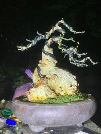 Gl củ duối - Hoàng anh mộc