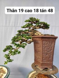 Antidesma acidum waterfall tree