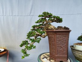 Antidesma acidum waterfall tree