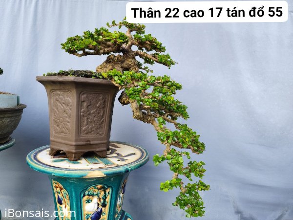 Antidesma acidum waterfall tree