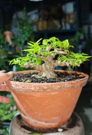 Mai chiếu thủy mini
