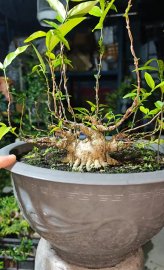 Mai chiếu thủy lùn mập
