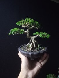 Indo premna trees