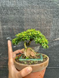 Linh sam 86 mini bỏ túi , cây bám đá rất duyên