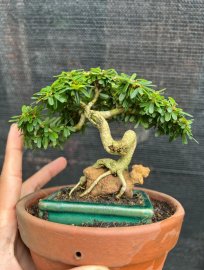 Linh sam 86 mini bỏ túi , cây bám đá rất duyên