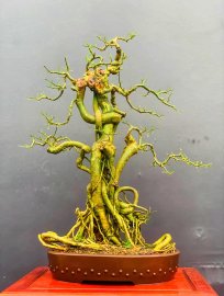 Dalbergia tonkinensis tree