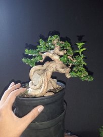 Premna mini tree