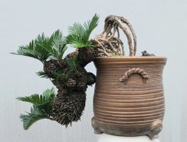 Cycas revoluta tree
