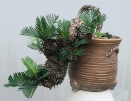 Cycas revoluta tree