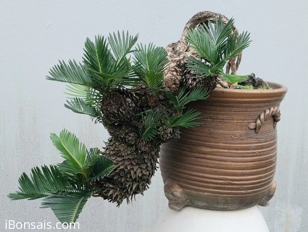 Cycas revoluta tree