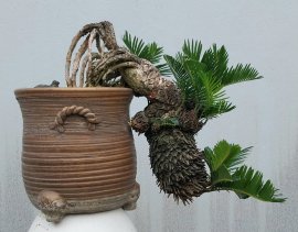 Cycas revoluta tree