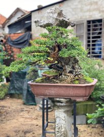 Vietnamese blue bell tree overrock